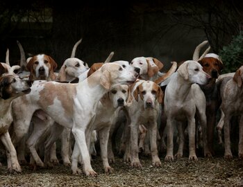 SOCIETE DE CHASSE